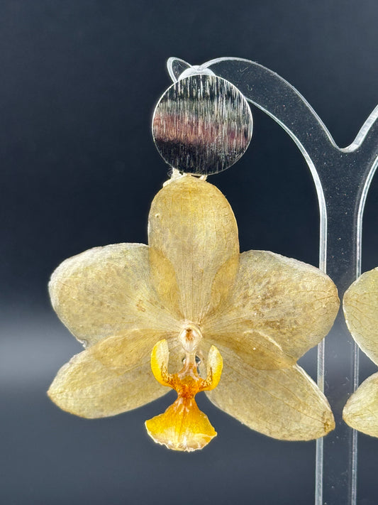 Echte Blütenohrringe aus Orchideen - Handgefertigt mit UV Harz #406
