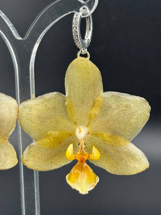 Echte Blütenohrringe aus Orchideen - Handgefertigt mit UV Harz #404